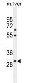 Paired Like Homeobox 2B antibody, LS-C163688, Lifespan Biosciences, Western Blot image 