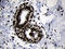 Homeobox C4 antibody, LS-C792198, Lifespan Biosciences, Immunohistochemistry paraffin image 