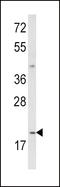 Interleukin 12A antibody, LS-B11744, Lifespan Biosciences, Western Blot image 