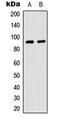 Ribosomal Protein S6 Kinase A5 antibody, LS-C358856, Lifespan Biosciences, Western Blot image 