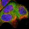 SH3 Domain Binding Protein 1 antibody, HPA000757, Atlas Antibodies, Immunofluorescence image 