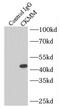 Creatine Kinase, M-Type antibody, FNab01957, FineTest, Immunoprecipitation image 