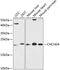 Coiled-Coil-Helix-Coiled-Coil-Helix Domain Containing 4 antibody, GTX66169, GeneTex, Western Blot image 