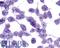 Melanin Concentrating Hormone Receptor 2 antibody, LS-A1907, Lifespan Biosciences, Immunocytochemistry image 