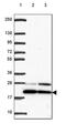 Basic Transcription Factor 3 antibody, PA5-63299, Invitrogen Antibodies, Western Blot image 