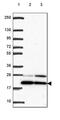 Basic Transcription Factor 3 antibody, PA5-63299, Invitrogen Antibodies, Western Blot image 