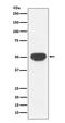 Protein Tyrosine Phosphatase Non-Receptor Type 1 antibody, M00613, Boster Biological Technology, Western Blot image 