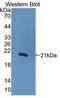 Interleukin 1 Alpha antibody, LS-C294777, Lifespan Biosciences, Western Blot image 