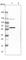 Odr-4 GPCR Localization Factor Homolog antibody, HPA015988, Atlas Antibodies, Western Blot image 