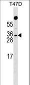 Rhox Homeobox Family Member 1 antibody, LS-C158850, Lifespan Biosciences, Western Blot image 