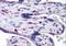 Sorting Nexin 16 antibody, orb94242, Biorbyt, Immunohistochemistry paraffin image 