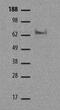 Eomesodermin antibody, 14-4876-82, Invitrogen Antibodies, Western Blot image 