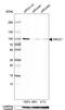 X-Ray Repair Cross Complementing 1 antibody, HPA006717, Atlas Antibodies, Western Blot image 