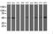 Aryl Hydrocarbon Receptor Interacting Protein Like 1 antibody, MA5-25722, Invitrogen Antibodies, Western Blot image 