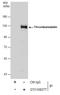 Thrombomodulin antibody, GTX108277, GeneTex, Immunoprecipitation image 