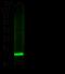 Retinol Binding Protein 4 antibody, GTX02206, GeneTex, Western Blot image 