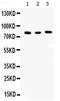 Cyclin T1 antibody, PA5-78944, Invitrogen Antibodies, Western Blot image 