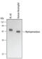 Myeloperoxidase antibody, MAB3174, R&D Systems, Western Blot image 