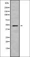 ArfGAP With FG Repeats 2 antibody, orb378393, Biorbyt, Western Blot image 