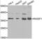 Ras association domain-containing protein 1 antibody, abx001115, Abbexa, Western Blot image 