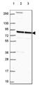 Leucine Zipper Like Transcription Regulator 1 antibody, HPA071248, Atlas Antibodies, Western Blot image 