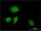 DnaJ Heat Shock Protein Family (Hsp40) Member B9 antibody, LS-C197666, Lifespan Biosciences, Immunofluorescence image 