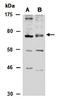 SRY-Box 5 antibody, orb67272, Biorbyt, Western Blot image 