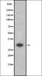 V-Set Domain Containing T Cell Activation Inhibitor 1 antibody, orb336876, Biorbyt, Western Blot image 