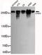 Chromodomain Helicase DNA Binding Protein 3 antibody, TA346916, Origene, Western Blot image 