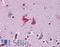 WD Repeat Domain 20 antibody, LS-B4542, Lifespan Biosciences, Immunohistochemistry frozen image 