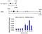 Protein Phosphatase, Mg2+/Mn2+ Dependent 1A antibody, PA5-29041, Invitrogen Antibodies, Chromatin Immunoprecipitation image 