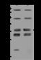 VPS37B Subunit Of ESCRT-I antibody, 203484-T44, Sino Biological, Western Blot image 