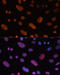 Heparin Binding Growth Factor antibody, 19-606, ProSci, Immunofluorescence image 