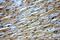 Nephrocystin 4 antibody, 13812-1-AP, Proteintech Group, Immunohistochemistry paraffin image 