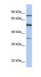 Paired Box 4 antibody, orb329645, Biorbyt, Western Blot image 