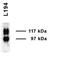 Urea transporter 2 antibody, TA326589, Origene, Western Blot image 