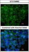 Interferon Regulatory Factor 6 antibody, GTX104862, GeneTex, Immunocytochemistry image 