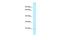 TRNA Splicing Endonuclease Subunit 15 antibody, PA5-69842, Invitrogen Antibodies, Western Blot image 