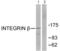 Integrin Subunit Beta 1 antibody, abx012778, Abbexa, Western Blot image 