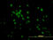 Krueppel-like factor 11 antibody, LS-B5433, Lifespan Biosciences, Immunofluorescence image 