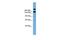 Uggt antibody, GTX46065, GeneTex, Western Blot image 