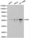 Glutathione Synthetase antibody, LS-C192342, Lifespan Biosciences, Western Blot image 