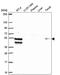 Zinc Finger And BTB Domain Containing 14 antibody, PA5-67128, Invitrogen Antibodies, Western Blot image 