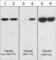 Tubulin Beta 1 Class VI antibody, TP1781, ECM Biosciences, Western Blot image 