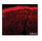 Glutamate Ionotropic Receptor AMPA Type Subunit 2 antibody, GTX77708, GeneTex, Immunohistochemistry frozen image 