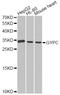 Glycophorin C (Gerbich Blood Group) antibody, STJ23898, St John