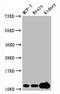 Histone Cluster 4 H4 antibody, LS-C675334, Lifespan Biosciences, Western Blot image 