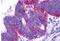 Endothelin Receptor Type B antibody, MBS247582, MyBioSource, Immunohistochemistry frozen image 