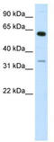 Zinc Finger Protein 609 antibody, TA329395, Origene, Western Blot image 