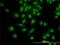 Programmed Cell Death 6 antibody, H00010016-M01, Novus Biologicals, Immunocytochemistry image 